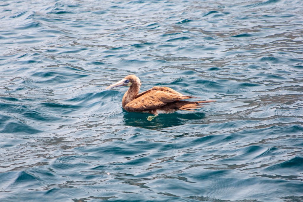 18-Brown Booby.jpg - Brown Booby